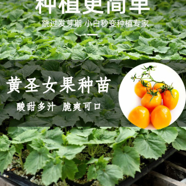 苗场直发黄色圣女果苗