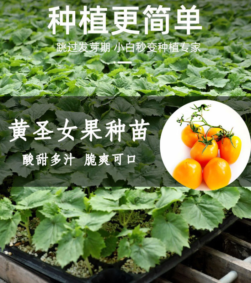 苗场直发黄色圣女果苗