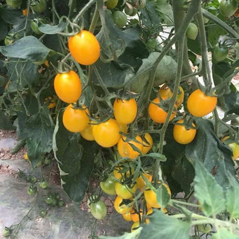 苗场直发黄色圣女果苗