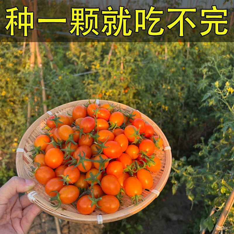 苗场直发黄色圣女果苗