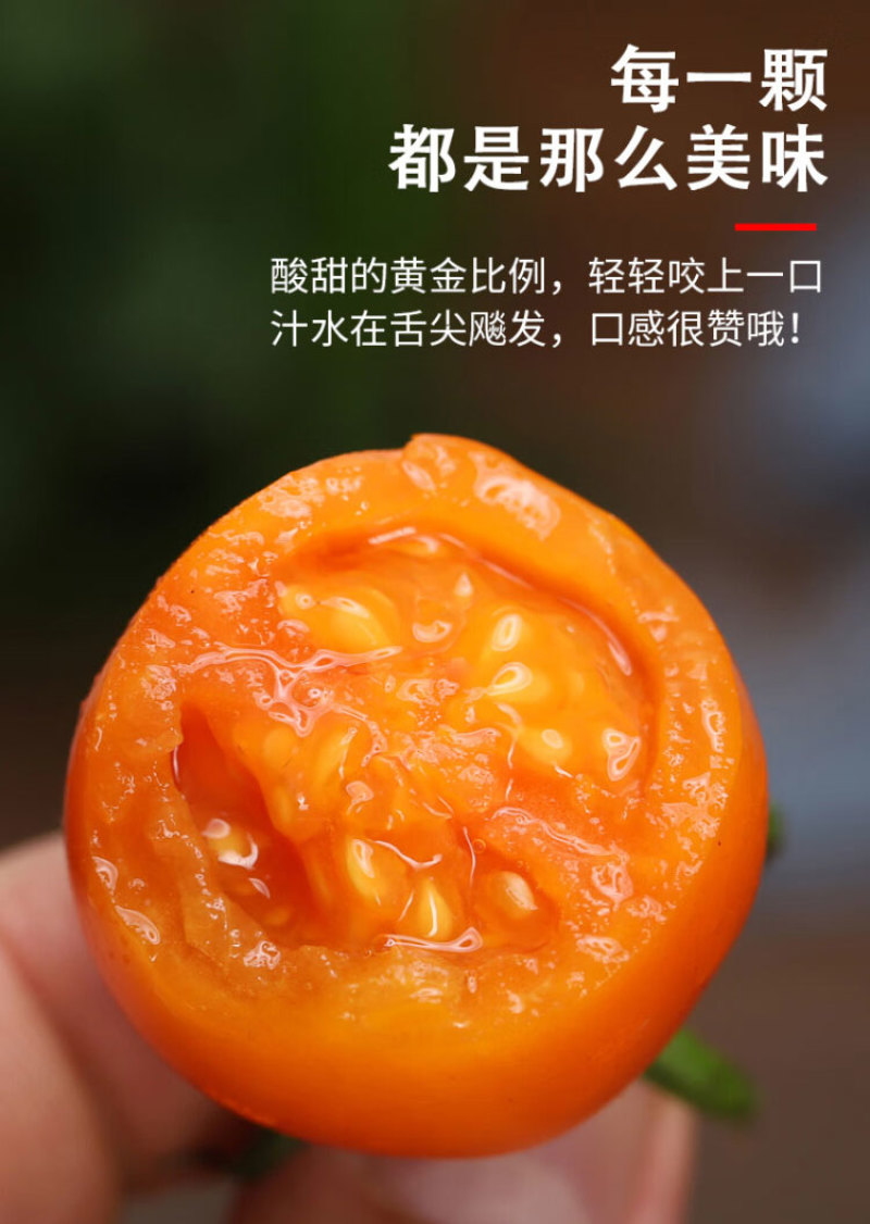 苗场直发黄色圣女果苗
