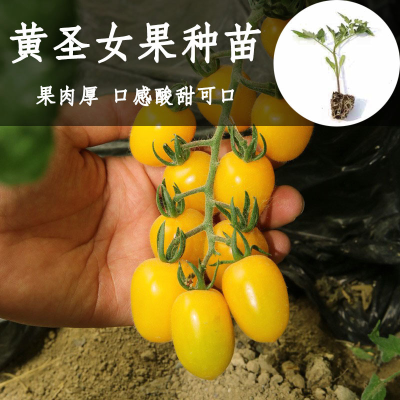 苗场直发黄色圣女果苗
