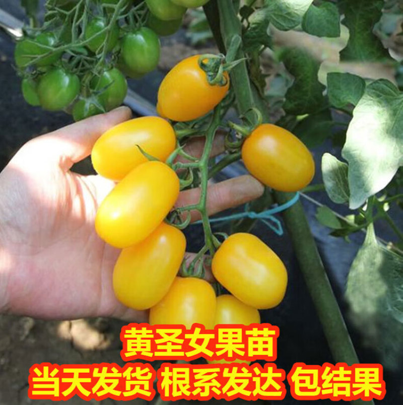 苗场直发黄色圣女果苗