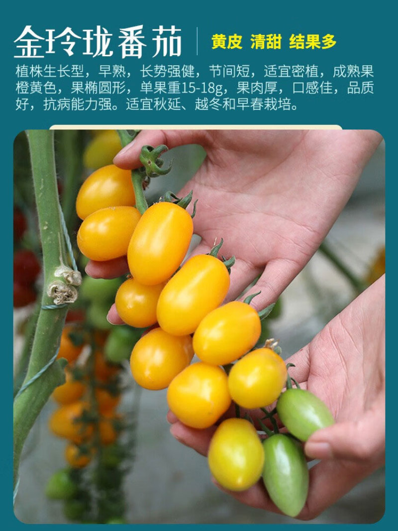 苗场直发黄色圣女果苗