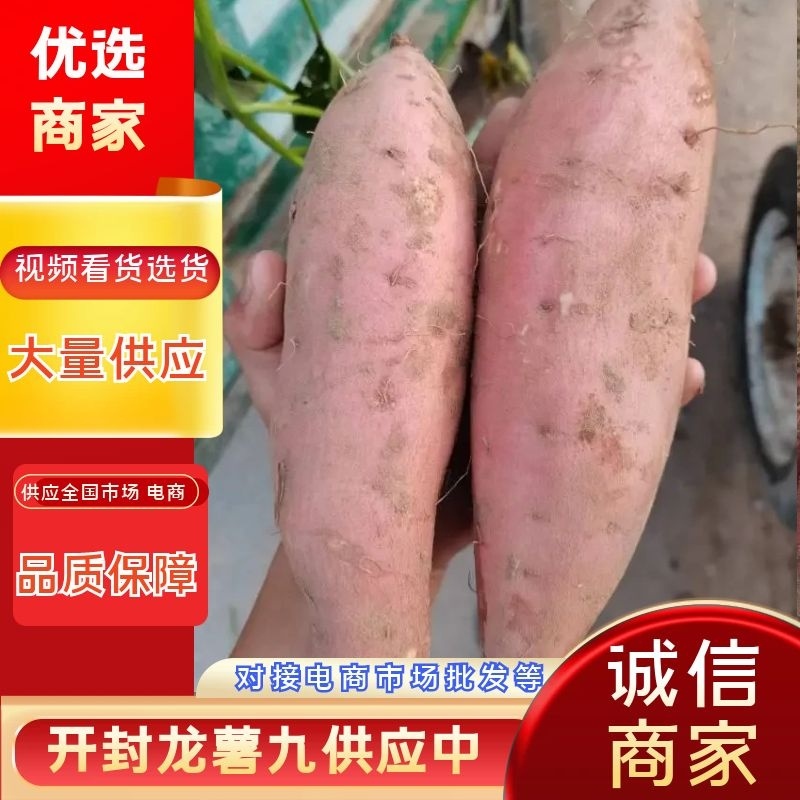 【优选龙九】产地大量供货，欢迎实地考察看货视频看货质量好
