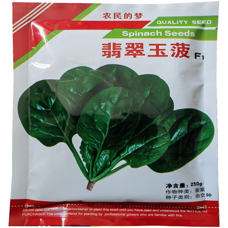 菠菜种子丹麦翡翠玉菠春秋冬季种植中早熟叶肉厚大叶菠菜种子