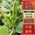 甘肃蚕豆，高原精品一手货源，预售推广欢迎各位老板咨询
