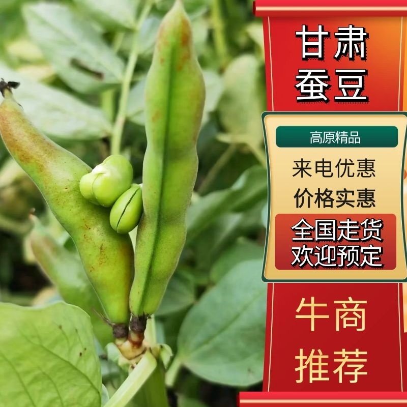 甘肃蚕豆，高原精品一手货源，预售推广欢迎各位老板咨询