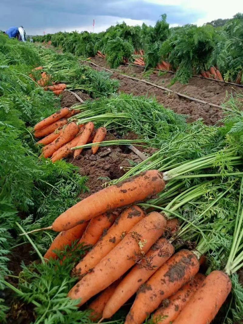 沙地带壤胡萝卜优等品代发全国走市场或电商