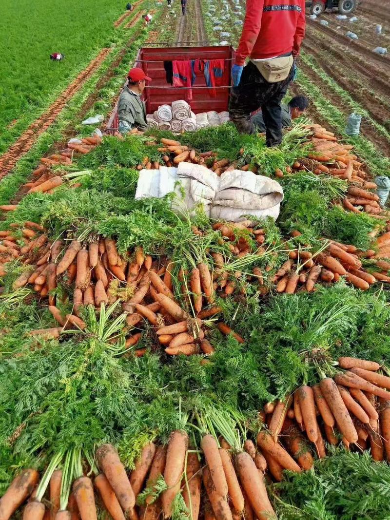 沙地带壤胡萝卜优等品代发全国走市场或电商