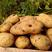 吉林精品荷兰十五土豆产地一手货源欢迎来电