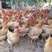 走地鸡，湖南基地散养基地供货常年有量肉质紧实，欢迎采购