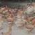 走地鸡，湖南基地散养基地供货常年有量肉质紧实，欢迎采购