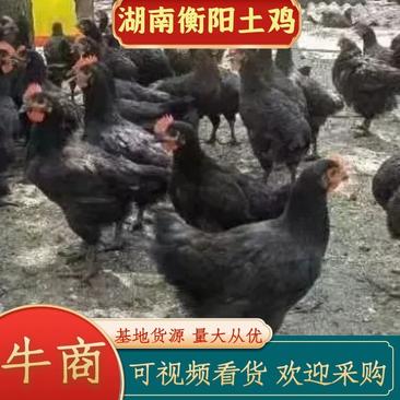 黑羽土鸡养殖基地常年有量肉质紧实，欢迎客商电联采购