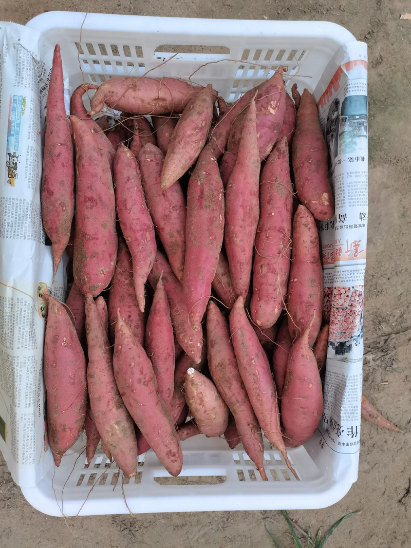 精品西瓜红红薯基地直发欢迎咨询合作品质保证
