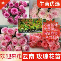 【精选】云南玫瑰花苗，鲜花种苗，规格齐全，产地直供