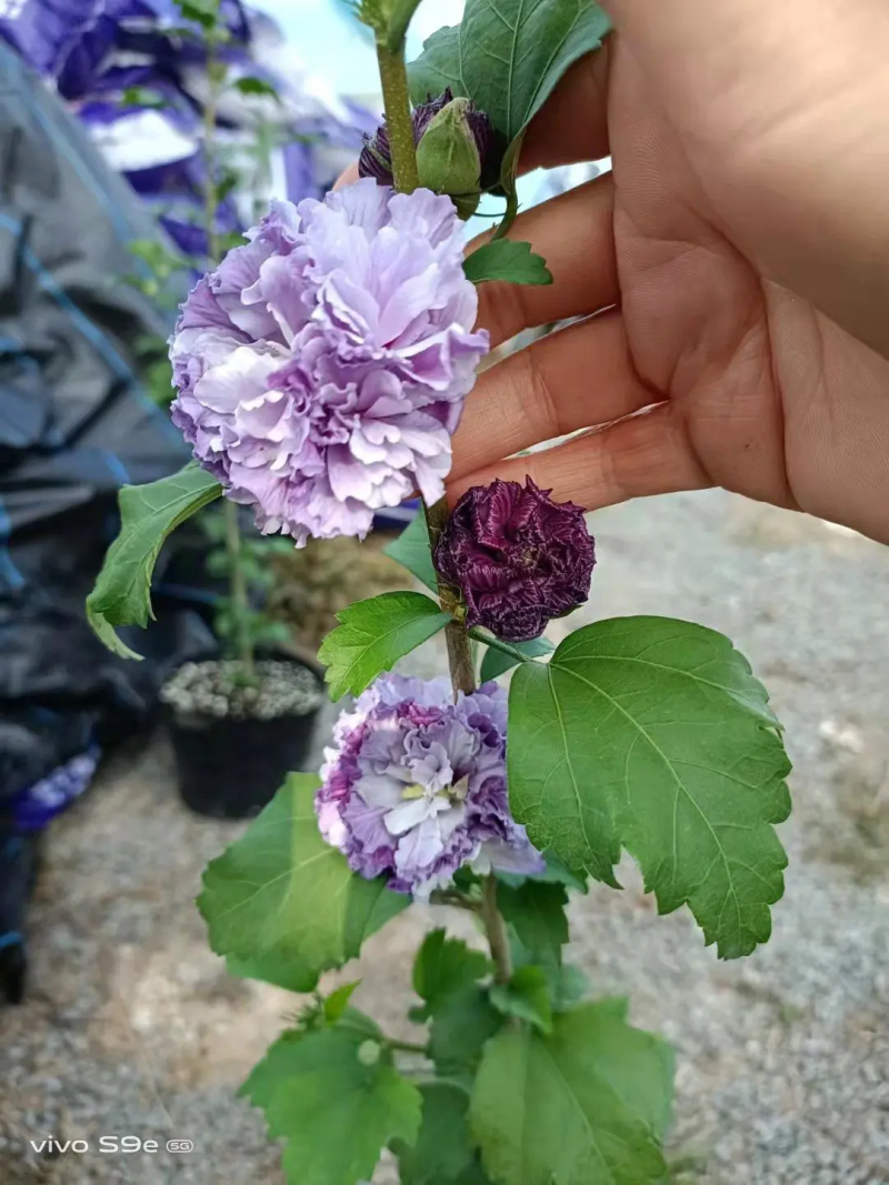 木槿花苗，基地出售多品种紫玉木槿，蓝莓冰沙木槿，雪纺木槿
