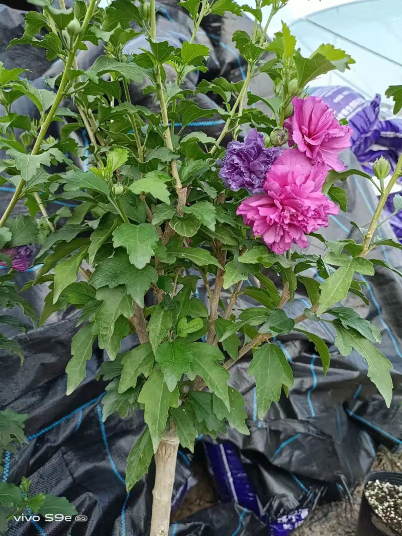 木槿花苗，基地出售多品种紫玉木槿，蓝莓冰沙木槿，雪纺木槿