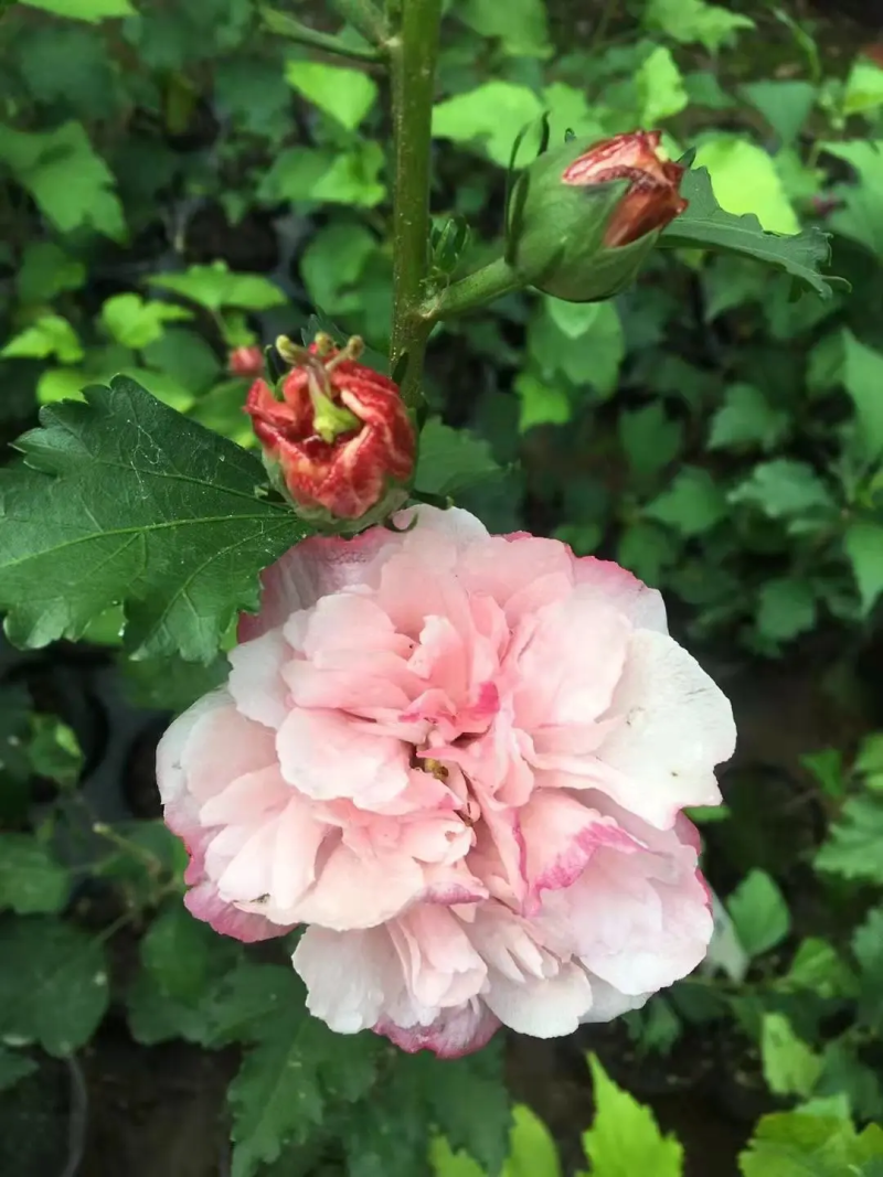 木槿花苗，基地出售多品种紫玉木槿，蓝莓冰沙木槿，雪纺木槿