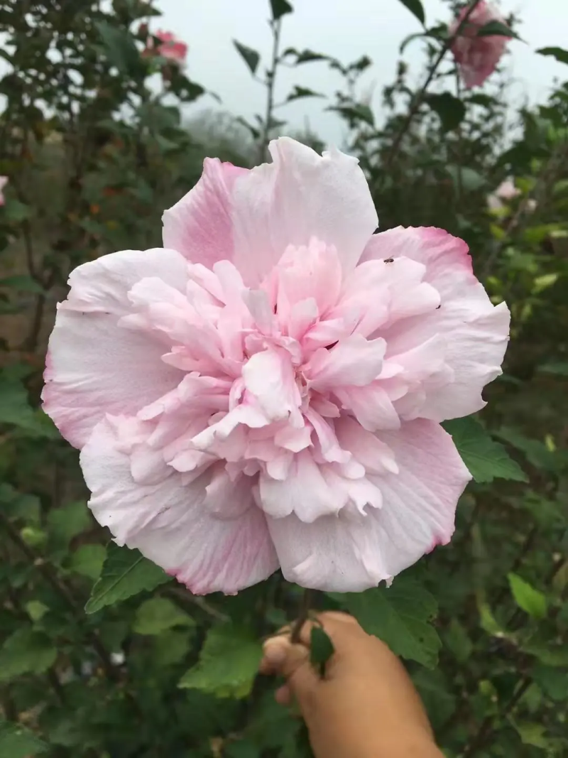 木槿花苗，基地出售多品种紫玉木槿，蓝莓冰沙木槿，雪纺木槿