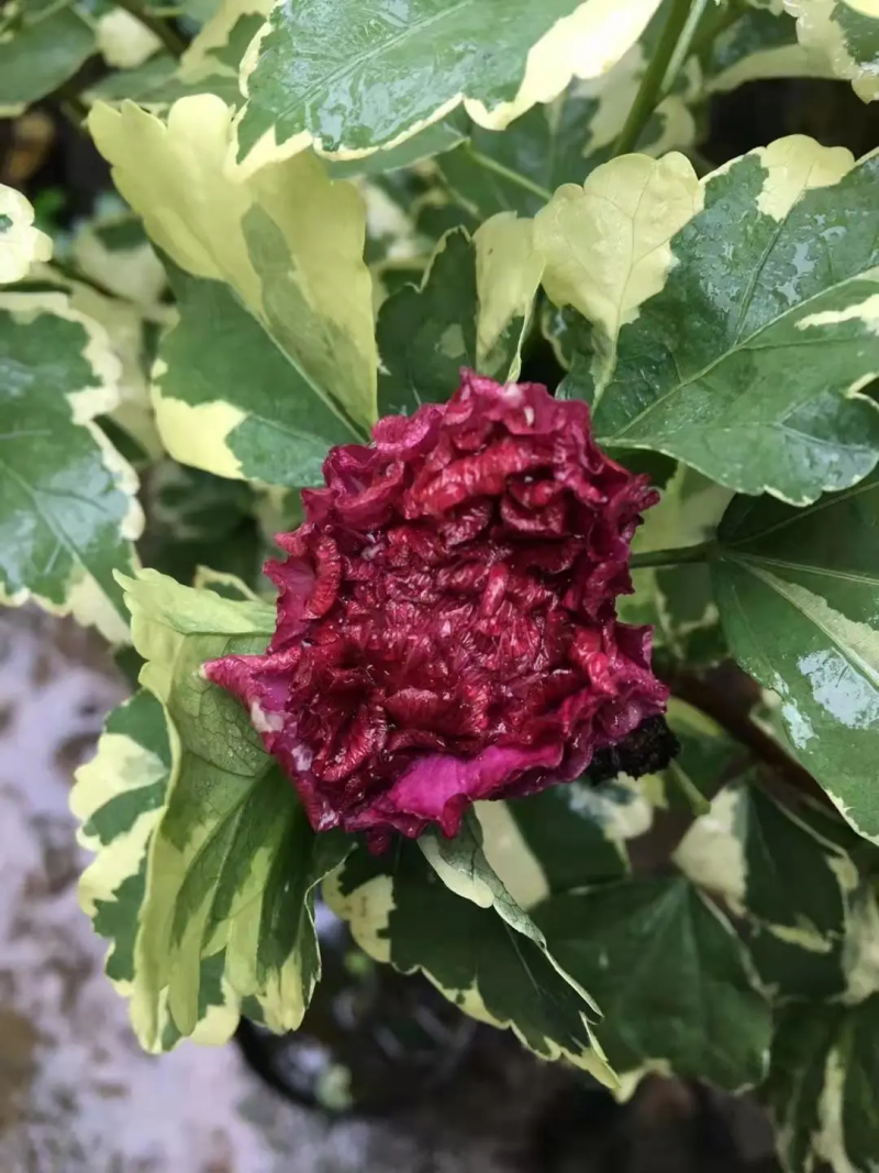 木槿花苗，基地出售多品种紫玉木槿，蓝莓冰沙木槿，雪纺木槿