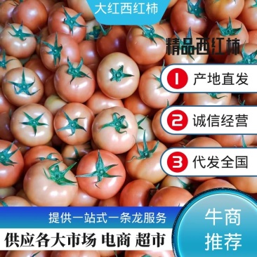 云南精品大红西红柿陆续上市产地直发支持预定
