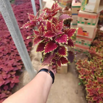 草花基地批发彩叶草，营养钵彩叶草，双色盆彩叶草，规格齐全