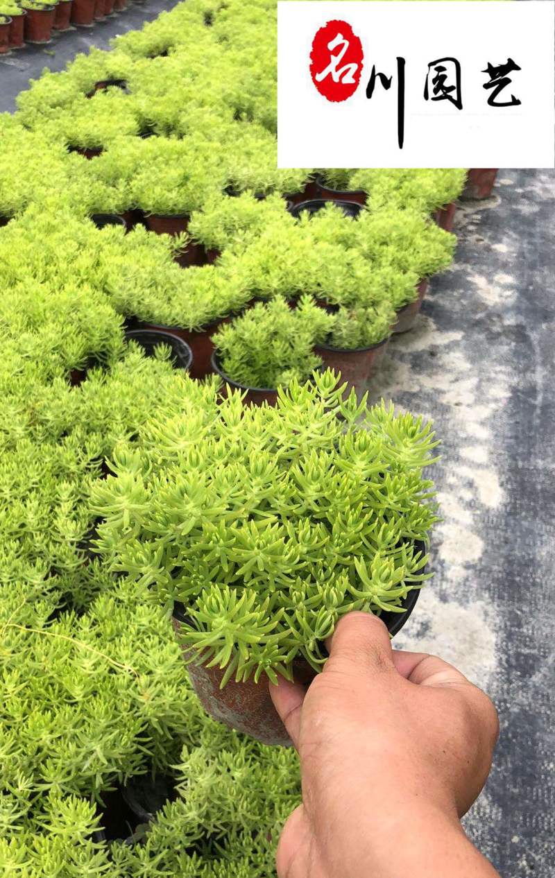 供应各类佛甲草杯苗佛甲草双色杯苗圃自产好养易活