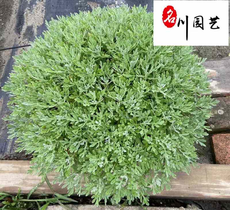 长期供应芙蓉菊杯苗多年生耐修剪花境植物四川绿化工程苗