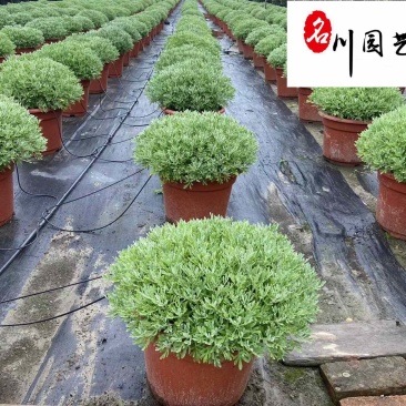 长期供应芙蓉菊杯苗多年生耐修剪花境植物四川绿化工程苗