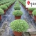 长期供应芙蓉菊杯苗多年生耐修剪花境植物四川绿化工程苗