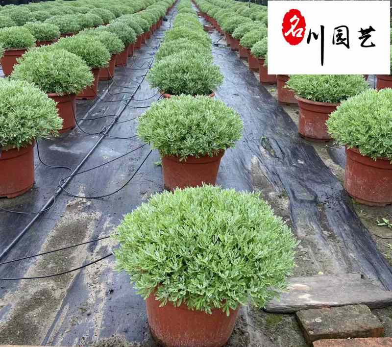 长期供应芙蓉菊杯苗多年生耐修剪花境植物四川绿化工程苗