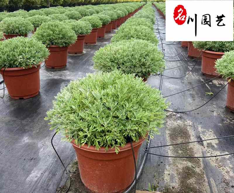 长期供应芙蓉菊杯苗多年生耐修剪花境植物四川绿化工程苗