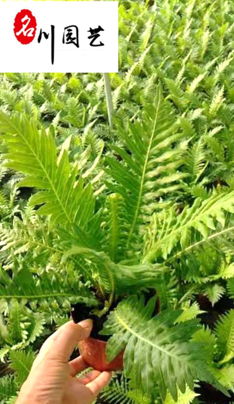 基地直供富贵蕨好养观叶植物庭院小区地被绿化室内盆