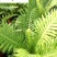 基地直供富贵蕨好养观叶植物庭院小区地被绿化室内盆