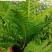 基地直供富贵蕨好养观叶植物庭院小区地被绿化室内盆