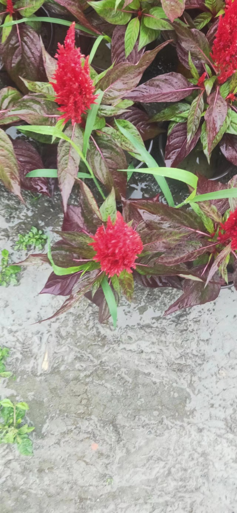 成都苗圃批量供应红叶火炬青叶火炬自产自销货源充足