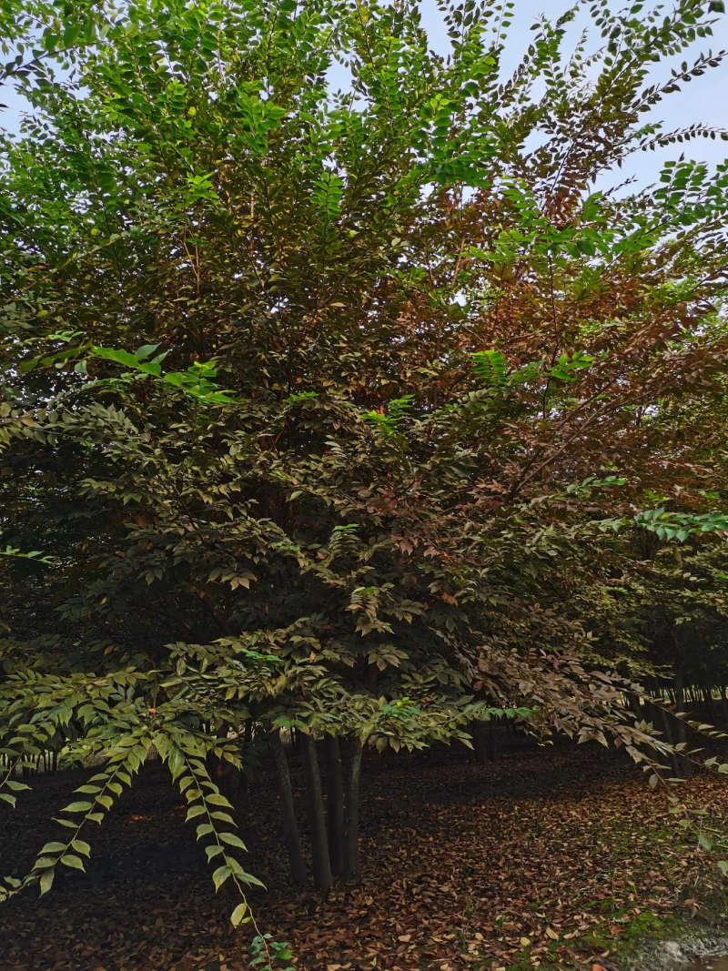 基地出售红榉树，多杆丛生榉树，榉树，原生丛生榉树工程绿化