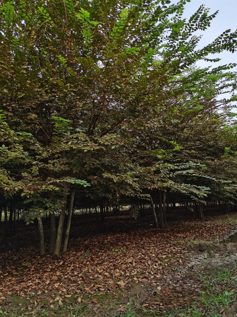 基地出售红榉树，多杆丛生榉树，榉树，原生丛生榉树工程绿化