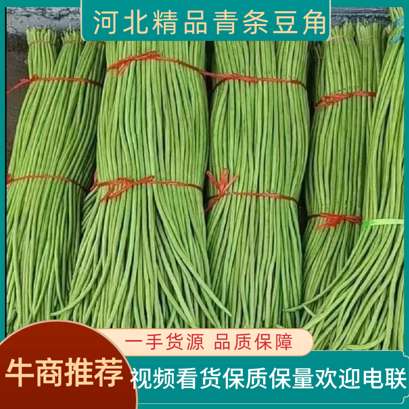 ［荐］河北精品青条豆角大量上市专业代发一手货源价格可来电详谈