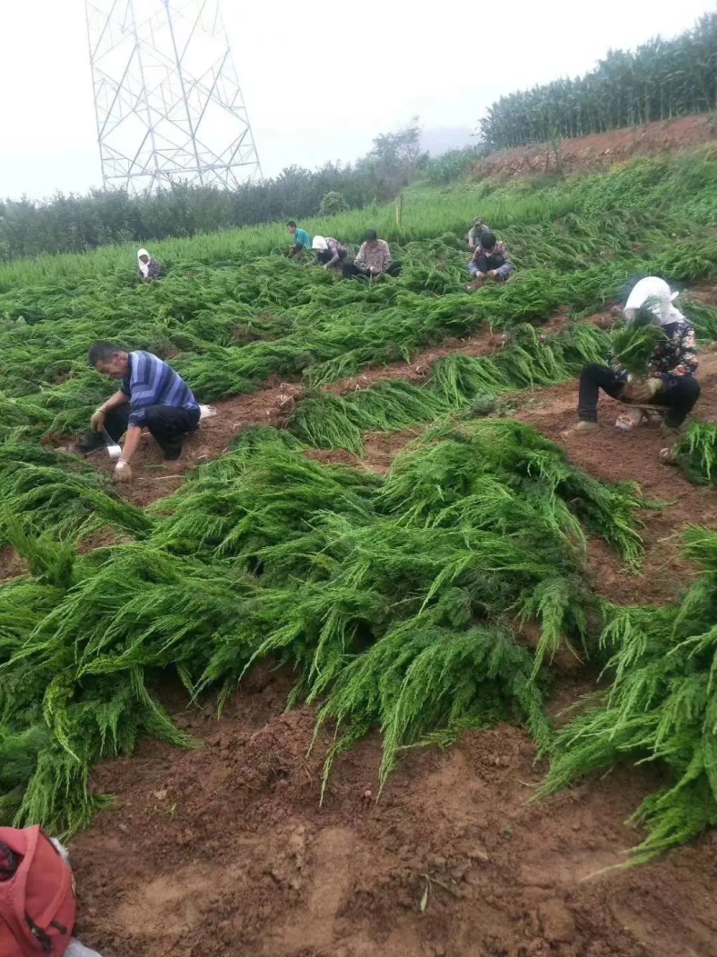 万亩龙柏万亩龙柏基地出售龙柏，龙柏规格齐全