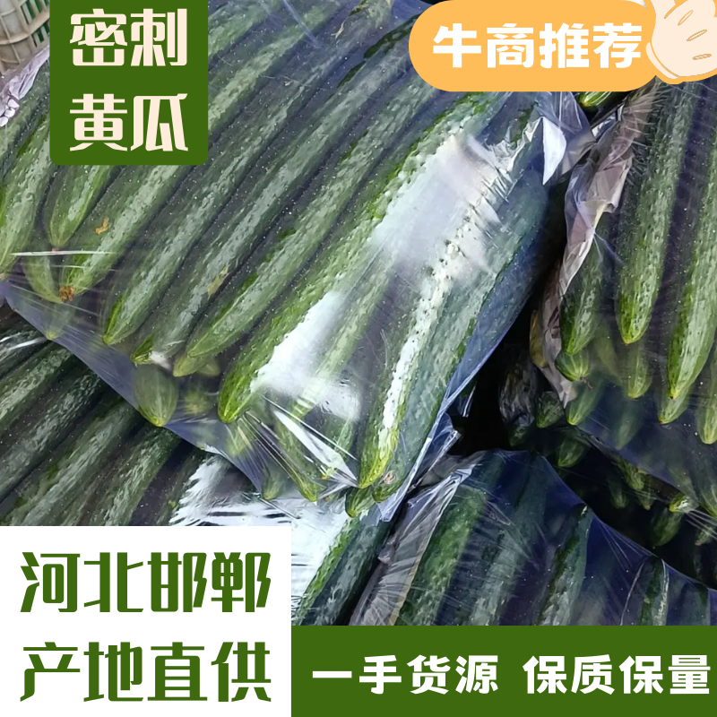 河北精品密刺黄瓜大量供应对接商超市场量大价优品质保障电联