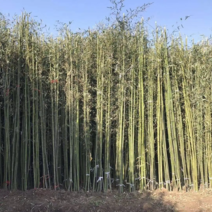 基地批发毛竹，品种多，规格全，园林绿化用，货源充足