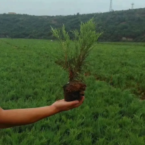 江苏沙地柏基地供应优质万亩地柏，四季常青，规格齐全