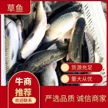 草鱼金草鱼水库饲养品质好价格优对接各地市场商超