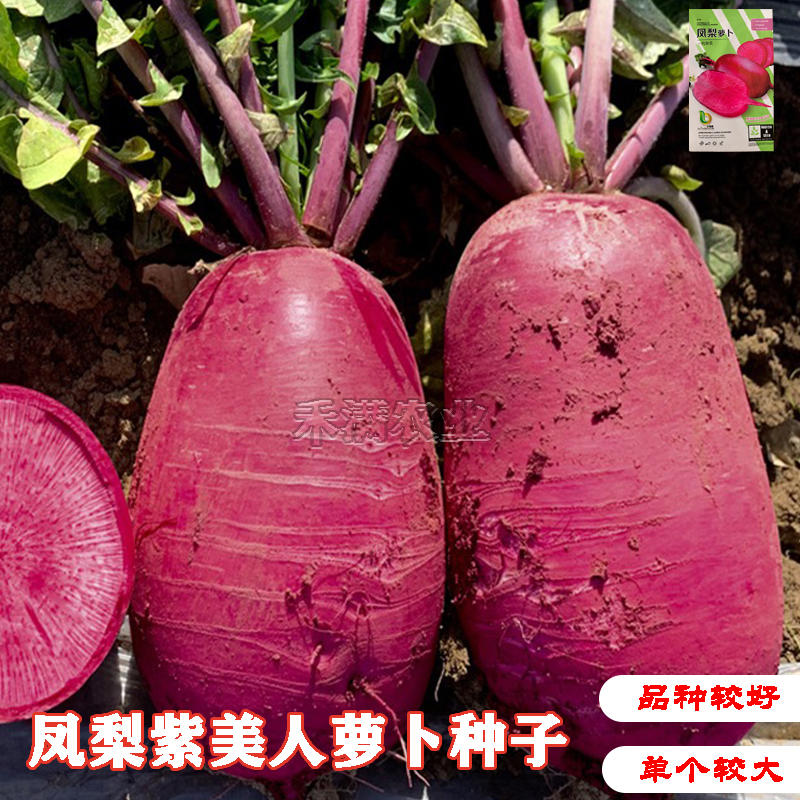 凤梨红心水果萝卜种子高产生吃红心脆心里美凤梨萝卜种子
