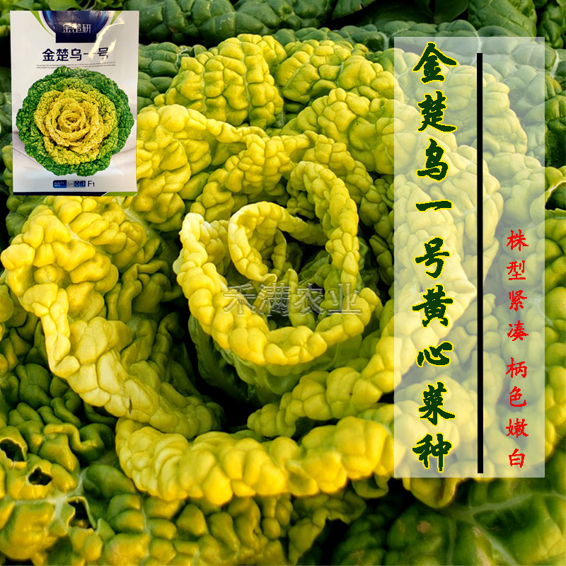 金楚乌一号黄心乌塌菜种子耐寒黄心菜种子菊花心白菜种子