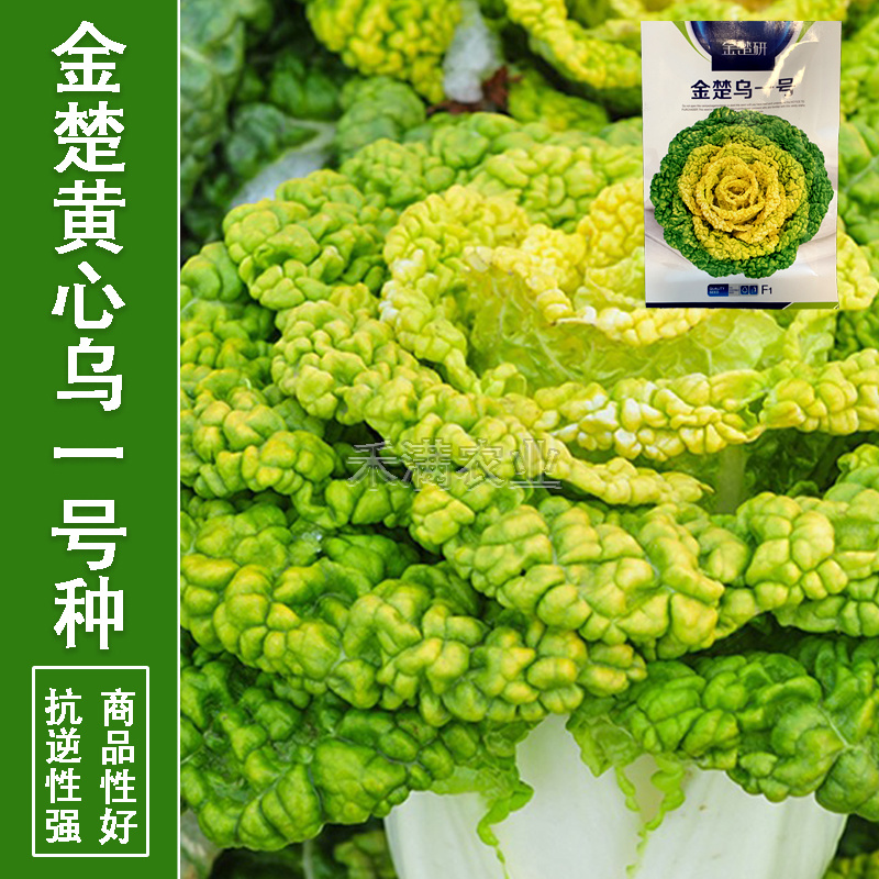 金楚乌一号黄心乌塌菜种子耐寒黄心菜种子菊花心白菜种子