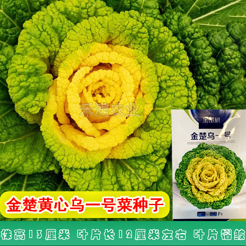 金楚乌一号黄心乌塌菜种子耐寒黄心菜种子菊花心白菜种子