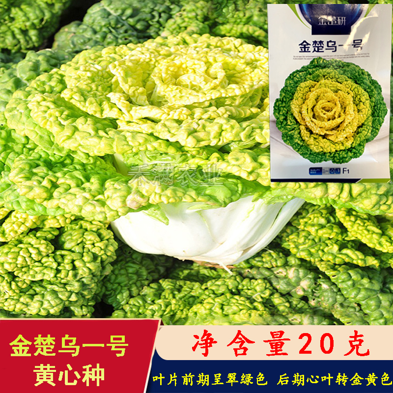 金楚乌一号黄心乌塌菜种子耐寒黄心菜种子菊花心白菜种子